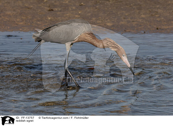 reddish egret / FF-13757