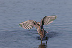 reddish egret