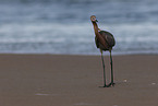 reddish egret