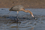 reddish egret