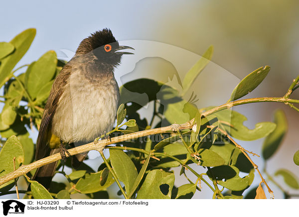 Maskenblbl / black-fronted bulbul / HJ-03290