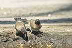 Black-fronted bulbuls