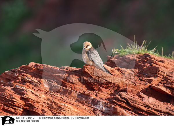 red-footed falcon / FF-01612