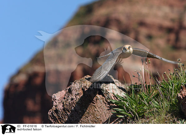 red-footed falcon / FF-01616