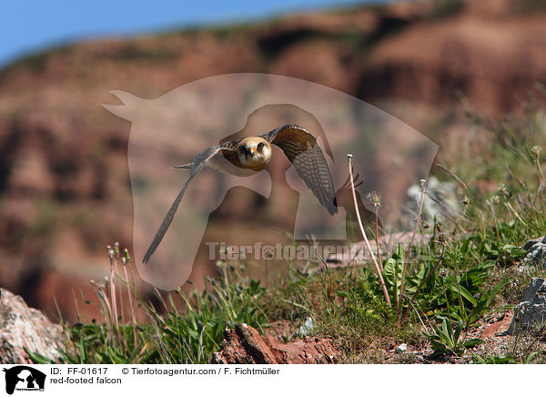 Rotfufalke / red-footed falcon / FF-01617