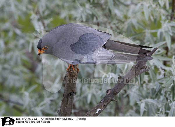 sitting Red-footed Falcon / THA-07032