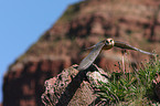 red-footed falcon