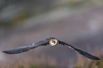 flying Red-footed Falcon