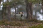 flying Red-footed Falcon