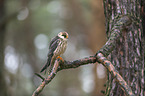 sitting Red-footed Falcon