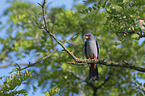 sitting Red-footed Falcon