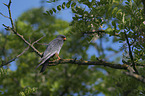 sitting Red-footed Falcon