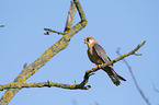 sitting Red-footed Falcon