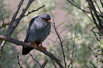 sitting Red-footed Falcon