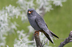 sitting Red-footed Falcon