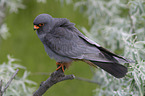 sitting Red-footed Falcon