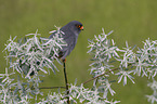 sitting Red-footed Falcon