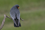 sitting Red-footed Falcon