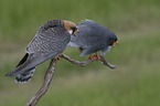 sitting Red-footed Falcon