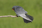 sitting Red-footed Falcon