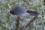 sitting Red-footed Falcon