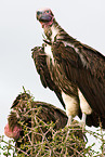 red-headed vultures