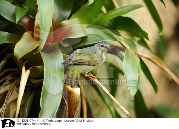 Trkisnaschvogel / red-legged honeycreeper / DMS-07441