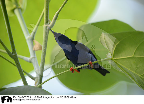 Trkisnaschvogel / red-legged honeycreeper / DMS-07739