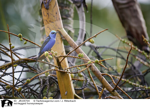 Trkisnaschvogel / red-legged honeycreeper / JR-05704