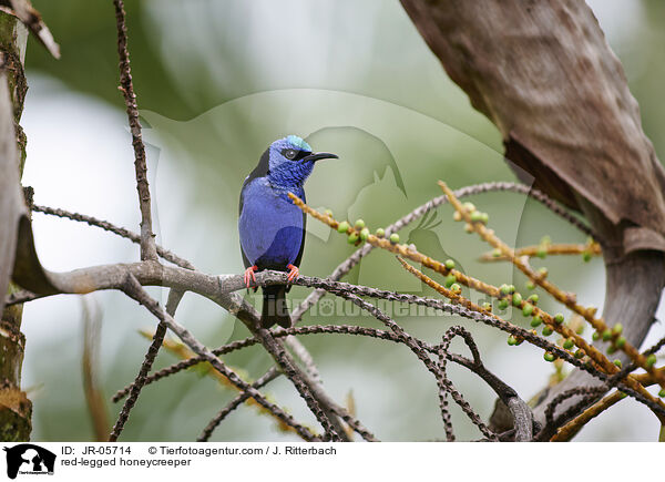 Trkisnaschvogel / red-legged honeycreeper / JR-05714