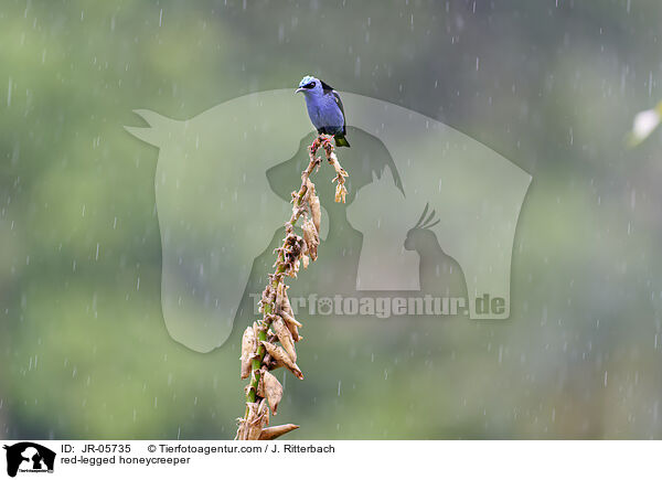 Trkisnaschvogel / red-legged honeycreeper / JR-05735