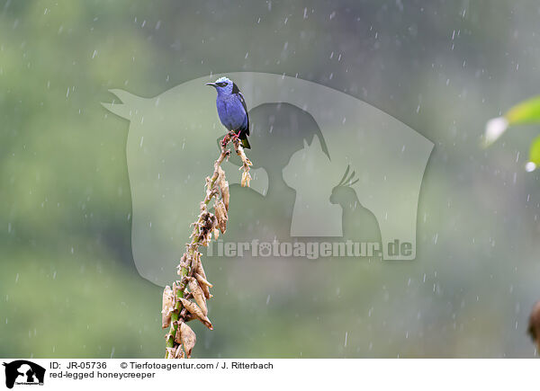 Trkisnaschvogel / red-legged honeycreeper / JR-05736