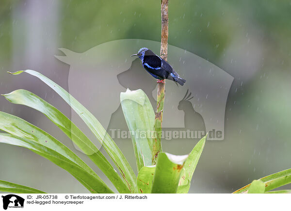 Trkisnaschvogel / red-legged honeycreeper / JR-05738