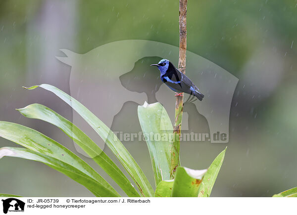 Trkisnaschvogel / red-legged honeycreeper / JR-05739