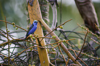 red-legged honeycreeper