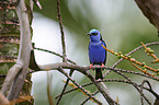 red-legged honeycreeper