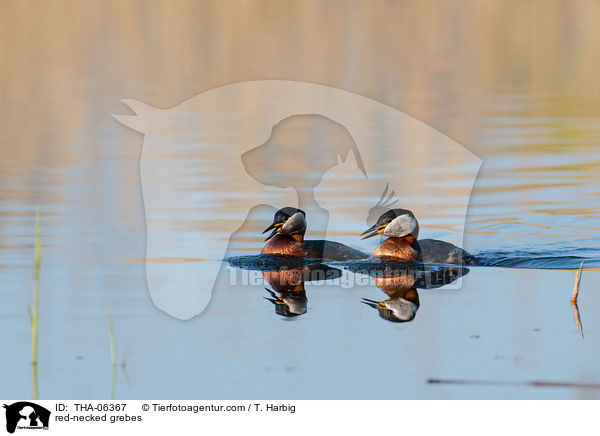 Rothalstaucher / red-necked grebes / THA-06367