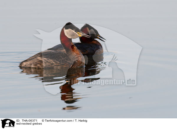 Rothalstaucher / red-necked grebes / THA-06371