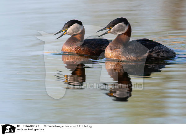 Rothalstaucher / red-necked grebes / THA-06377