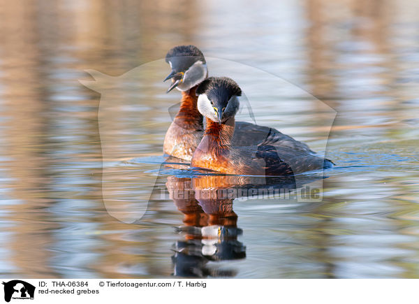 Rothalstaucher / red-necked grebes / THA-06384