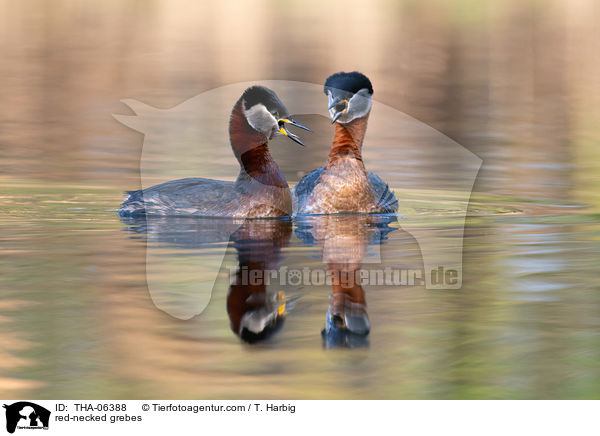 Rothalstaucher / red-necked grebes / THA-06388