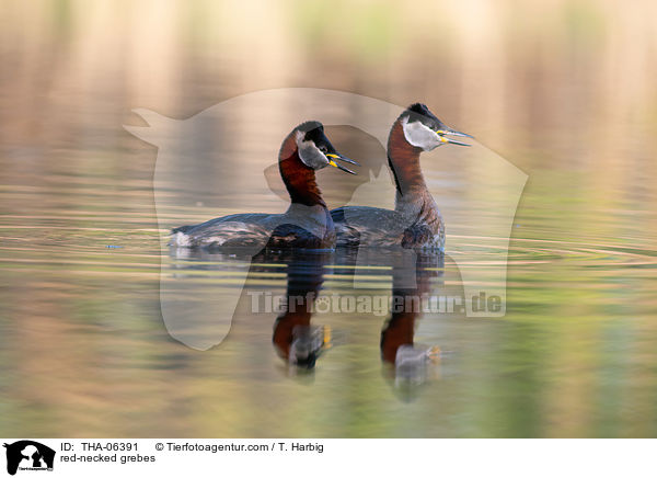 Rothalstaucher / red-necked grebes / THA-06391