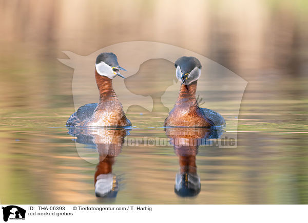 Rothalstaucher / red-necked grebes / THA-06393