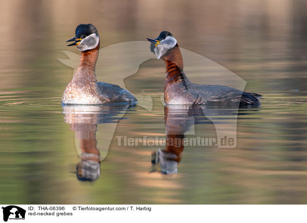 Rothalstaucher / red-necked grebes / THA-06396