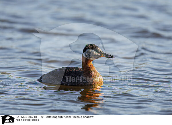 Rothalstaucher / red-necked grebe / MBS-26218