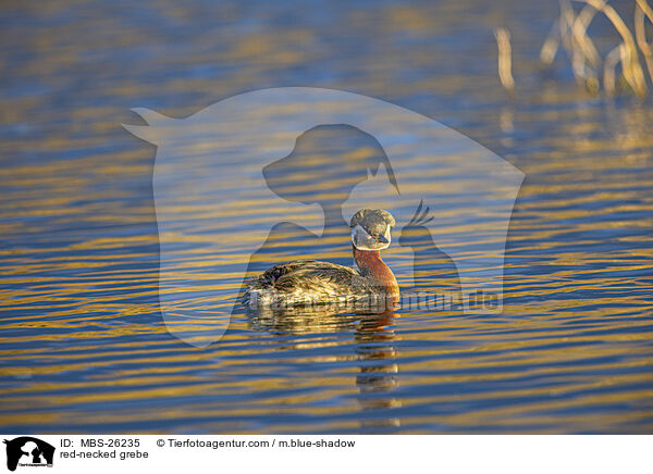 Rothalstaucher / red-necked grebe / MBS-26235
