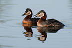 red-necked grebes