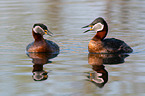 red-necked grebes