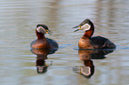 red-necked grebes