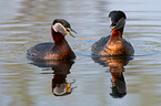red-necked grebes